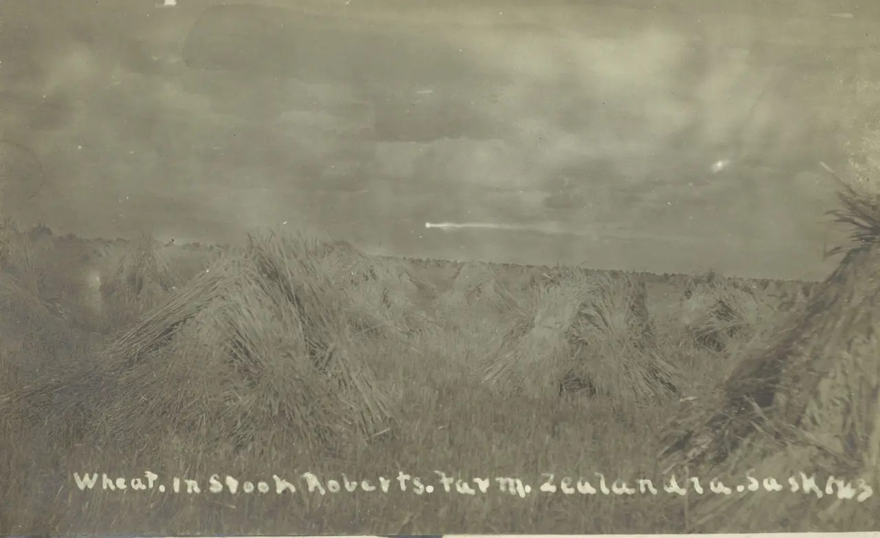 Wheat in stook, Roberts Farm, Zealandia, about 1910