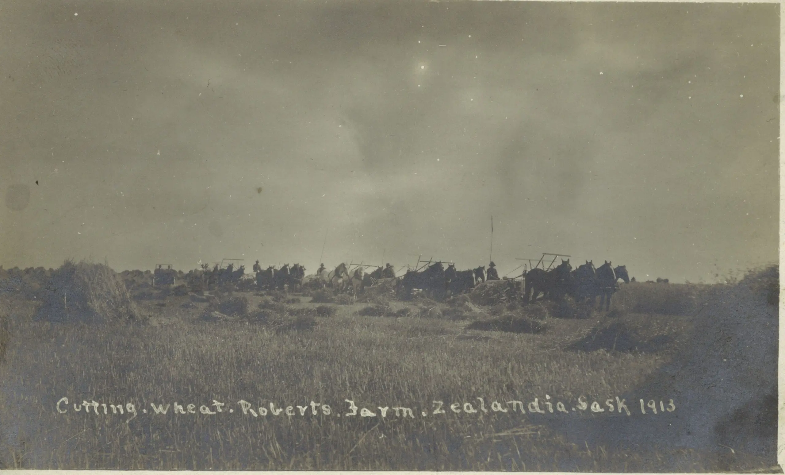 Cutting wheat on Roberts Farm, Zealandia